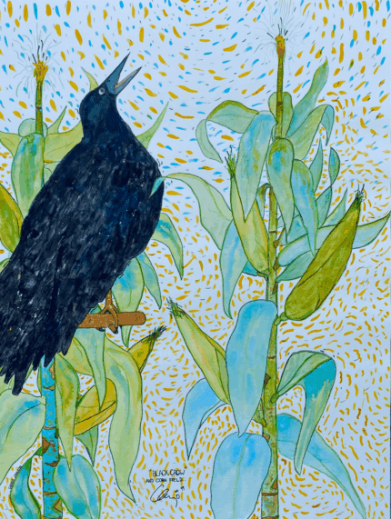 Black Crow in Corn Field